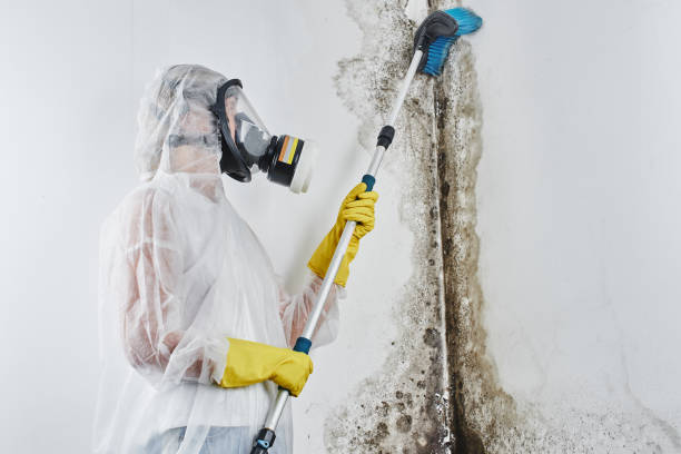 Best Attic Mold Removal  in Cockeysville, MD