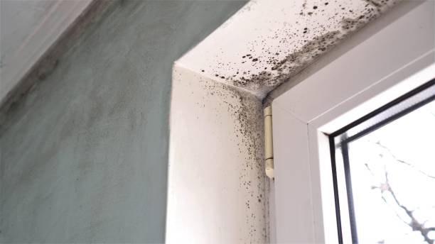 Mold Testing and Removal in Cockeysville, MD