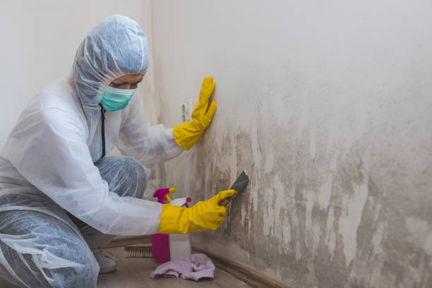 Best Mold Damage Repair  in Cockeysville, MD