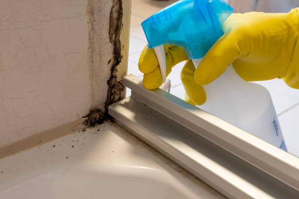 Trusted Cockeysville, MD Mold Removal Experts