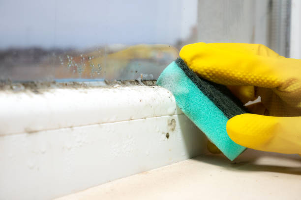 Best Local Mold Removal Service  in Cockeysville, MD